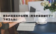 男生的蛋蛋长什么样呢（男生的蛋蛋被打了一下疼怎么办）